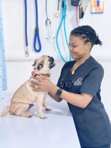 Petmedic Veterinary clinic & services | petmedic 12 1