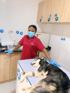 Petmedic Veterinary clinic & services | petmedic 7 1