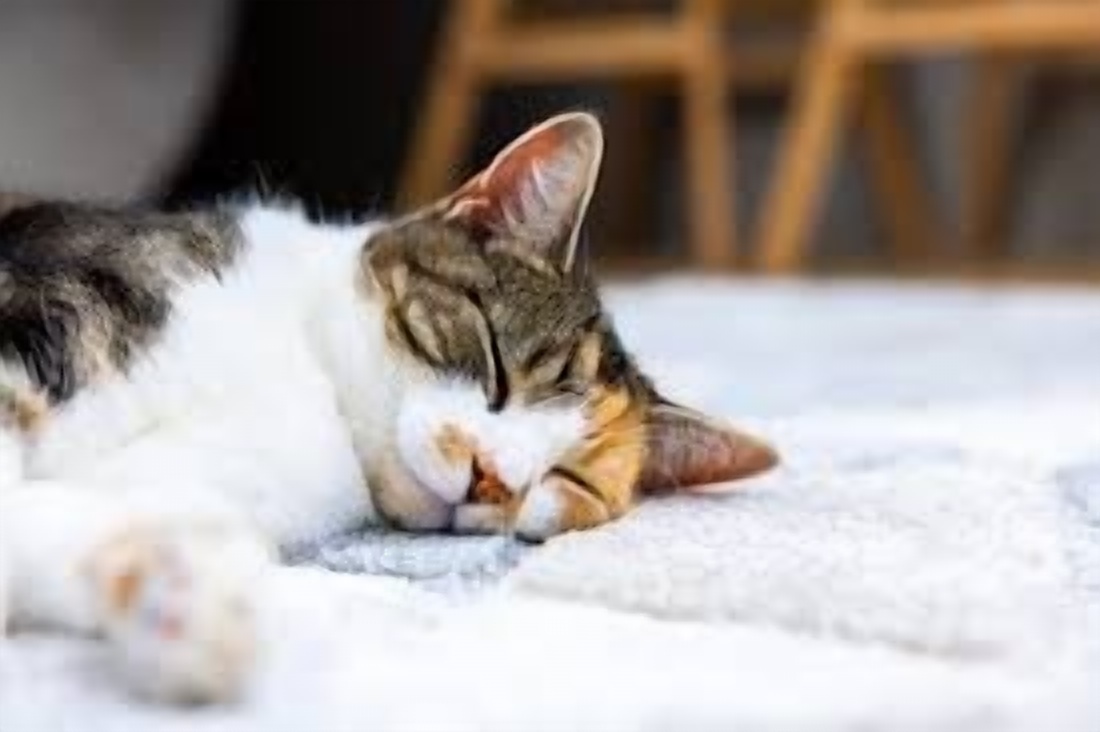 Understanding Your Cat’s Mysterious Behaviors