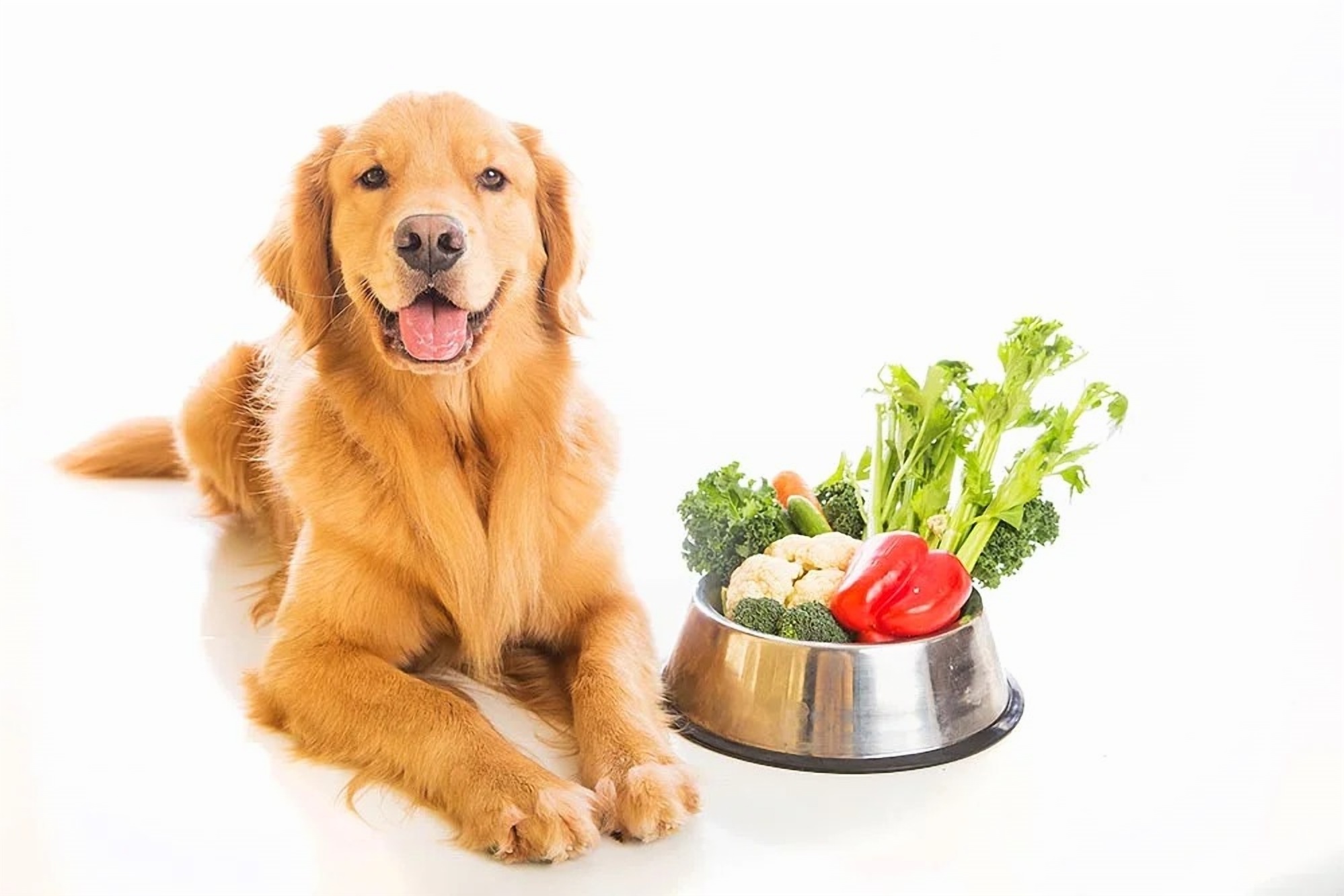 dog diets, safe food for dogs